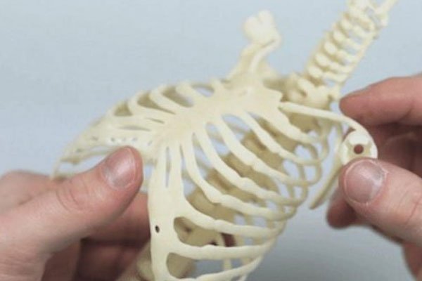 چاپ سه بعدی مدل های آناتومی انسان
